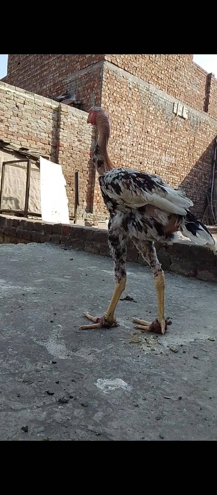 Ganoi Turkish patha 1
