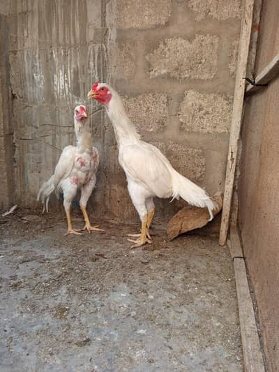 2 male 3 females