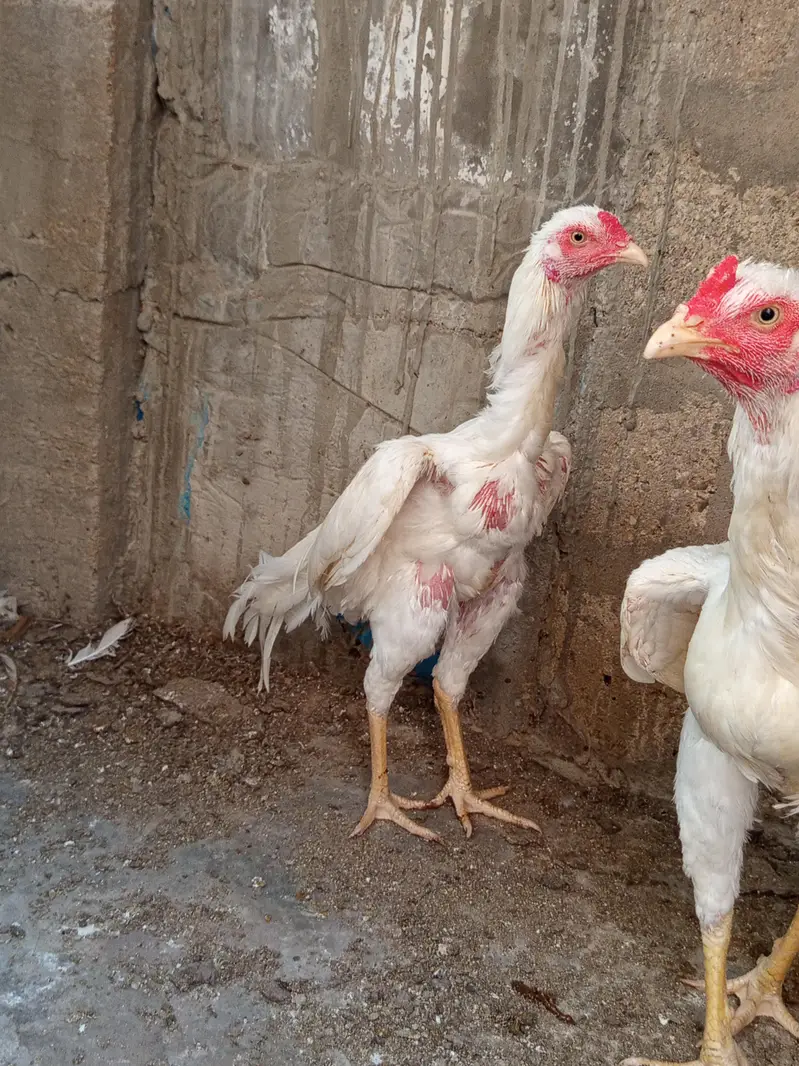 2 male 3 females — photo 2