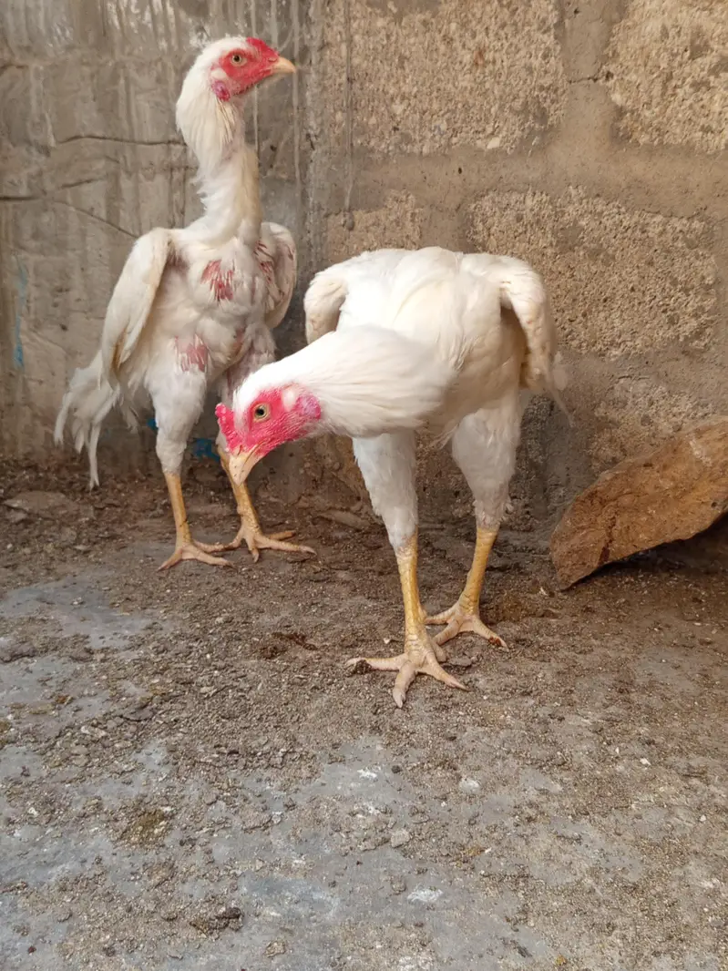2 male 3 females — photo 3