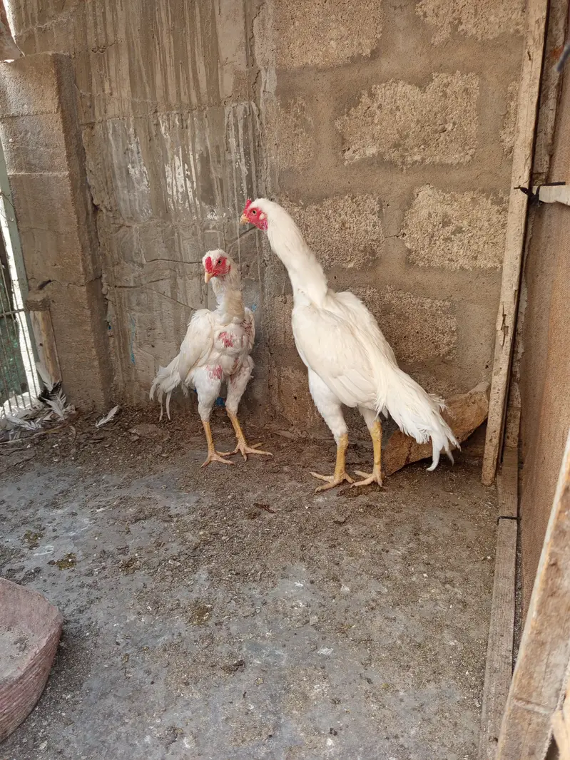 2 male 3 females — photo 4
