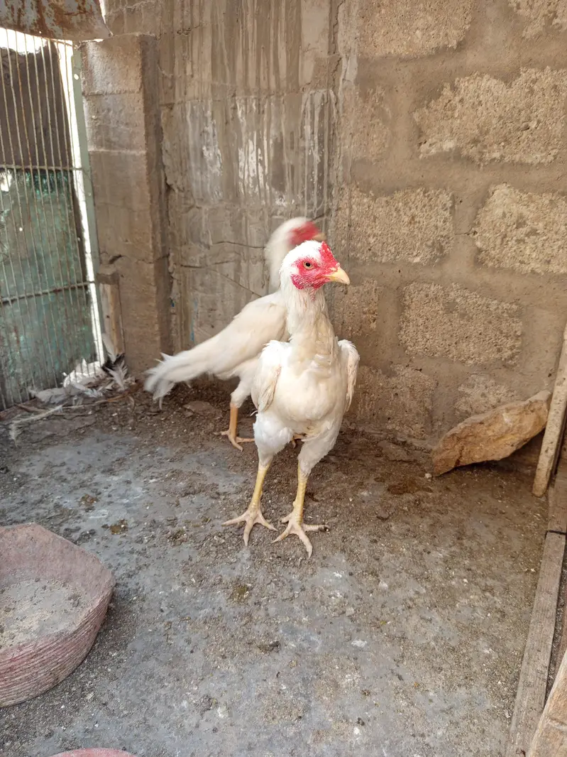 2 male 3 females — photo 5