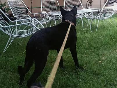 Security dog