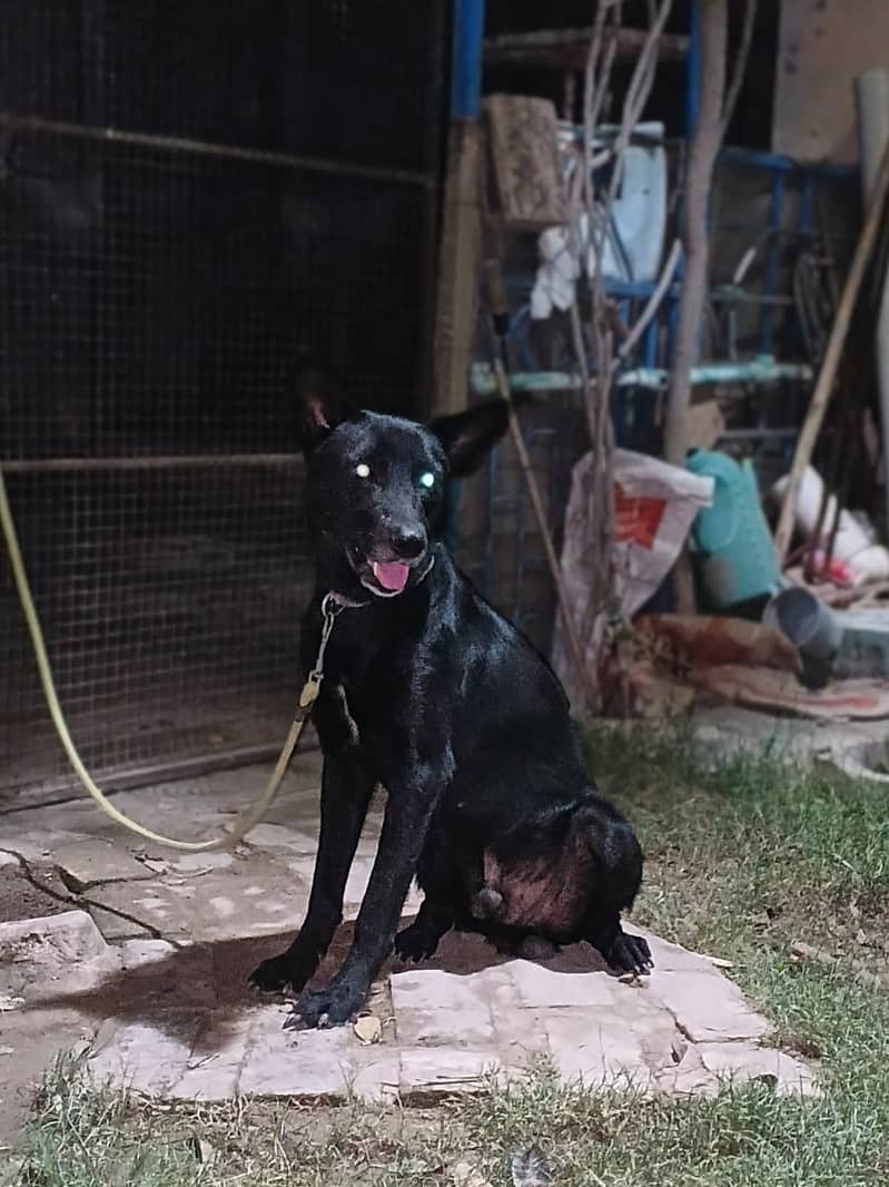 Security dog 1