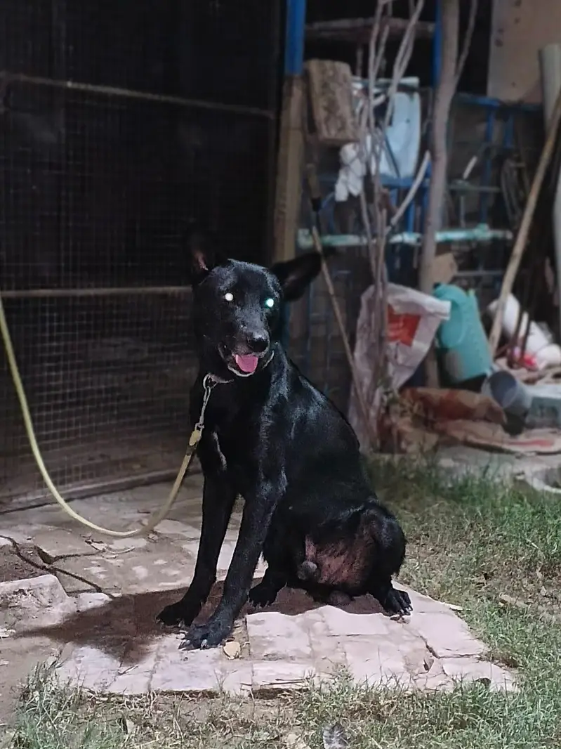 Security dog — photo 2