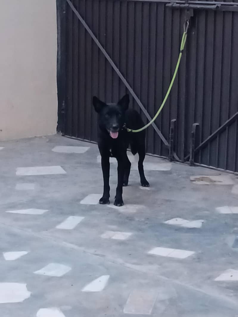 Security dog 2