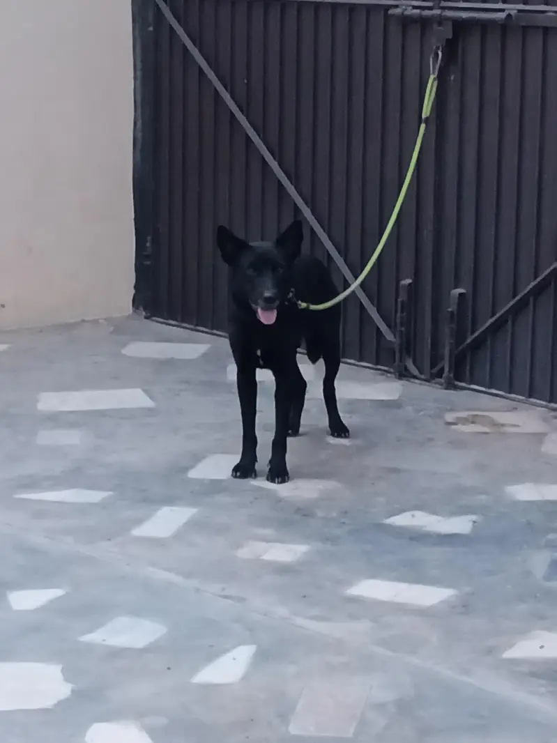 Security dog — photo 3