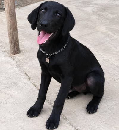 Black Labrador Male Dog for Sale – 6 Months Old