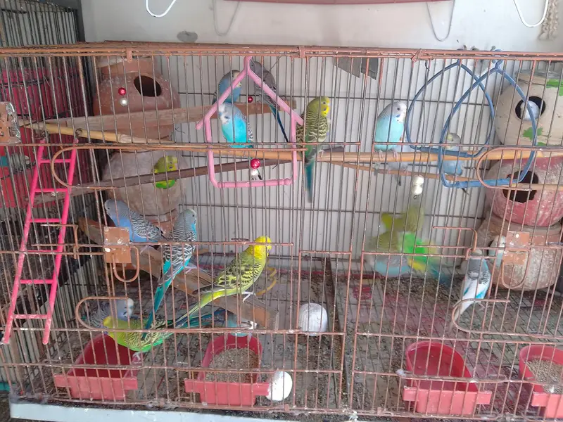 budgies set for sale,