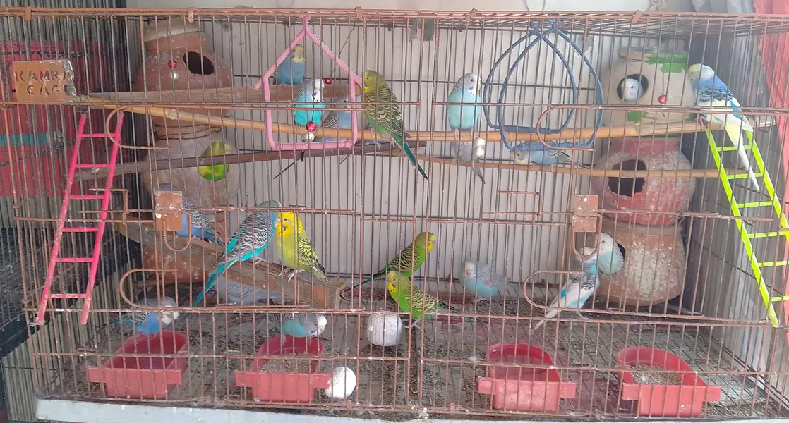 budgies set for sale, — photo 2