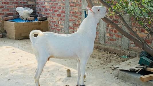 Barbari Male Healthy and active Urgent for sale