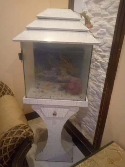 fish aquarium