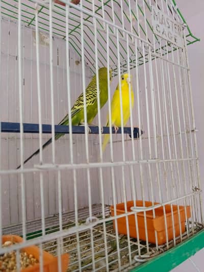budgies breeder pair