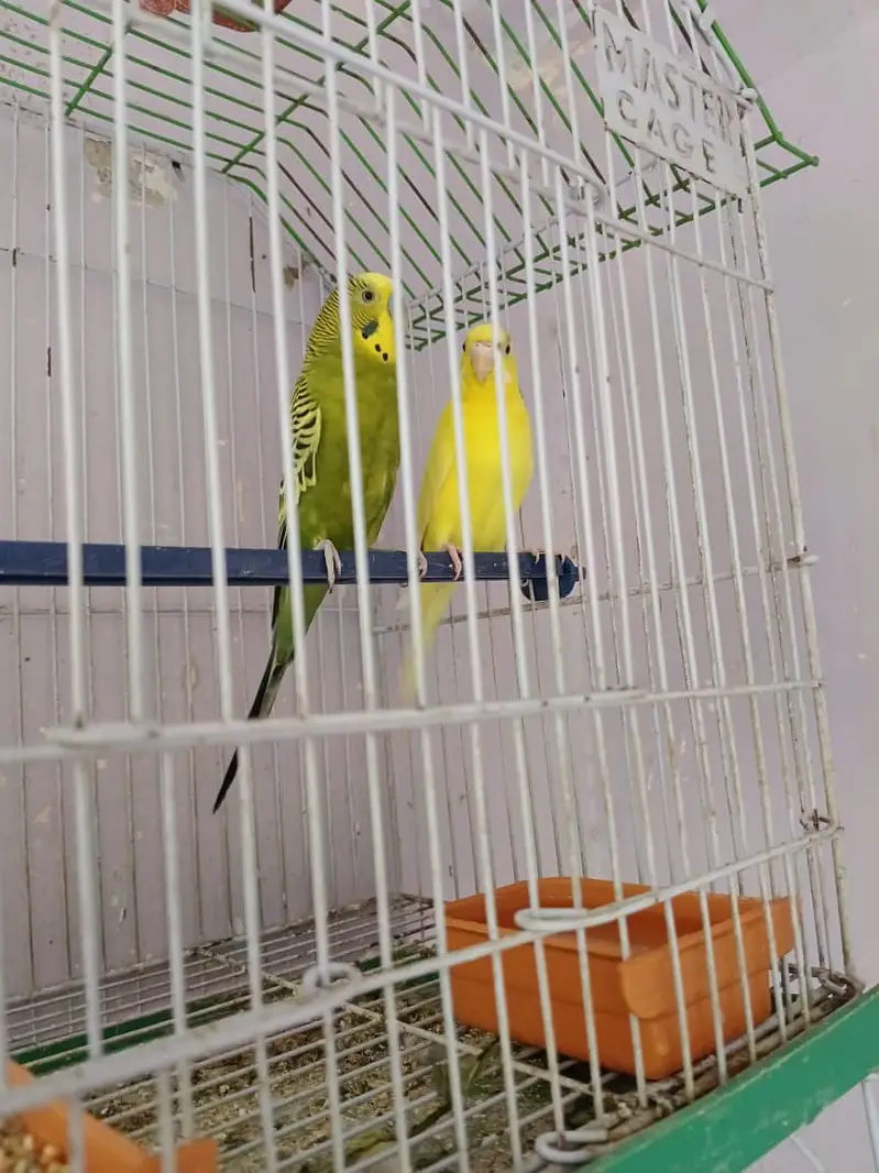 budgies breeder pair — photo 2
