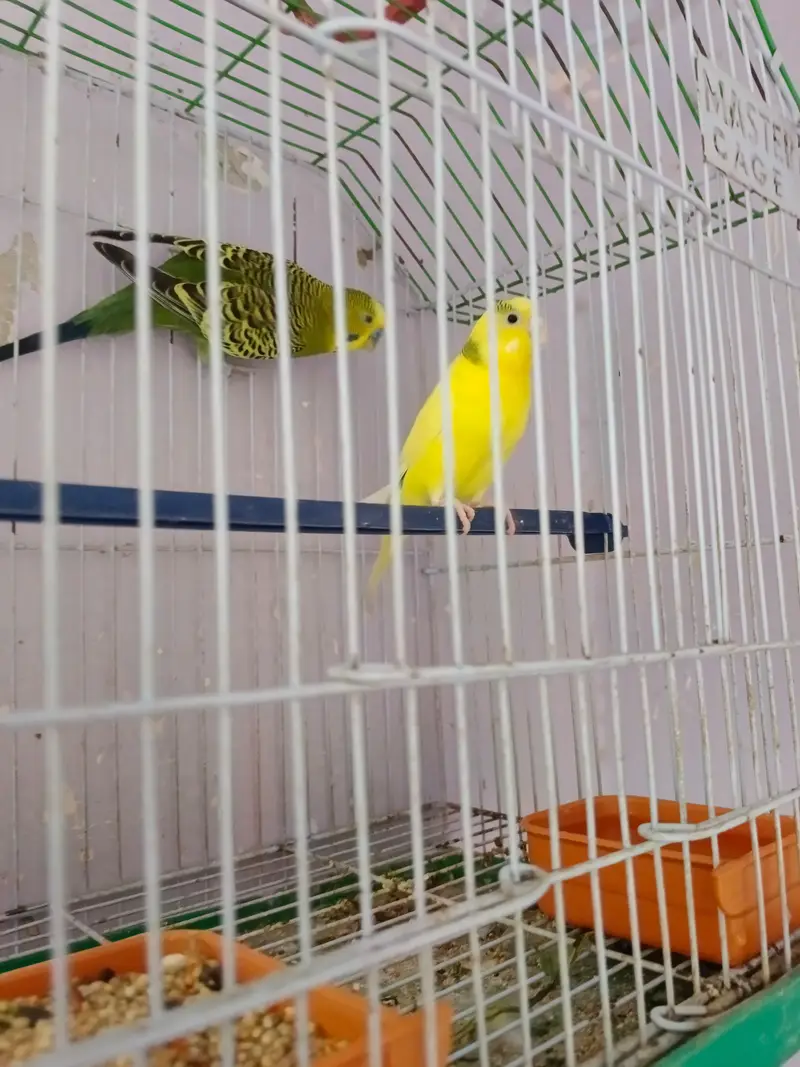 budgies breeder pair — photo 3