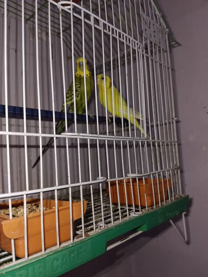 budgies breeder pair — photo 4