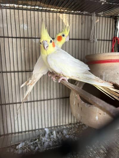 cockatiel