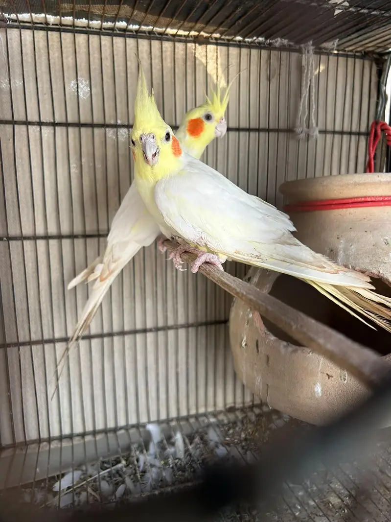 cockatiel