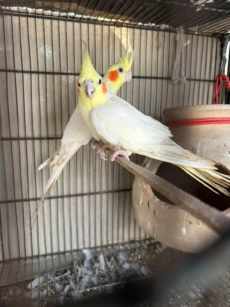 cockatiel — photo 2
