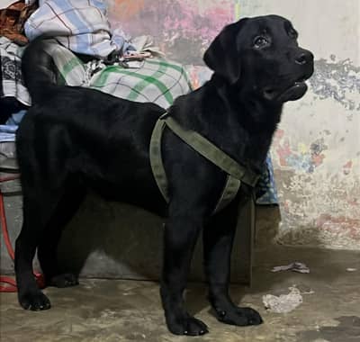 American Labrador dog for sale