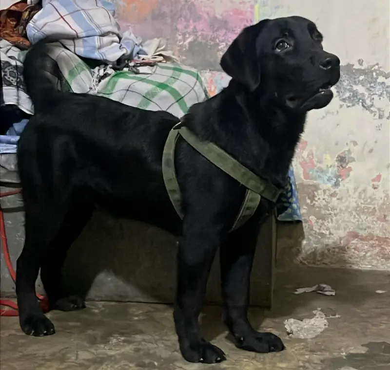 American Labrador dog for sale — photo 3