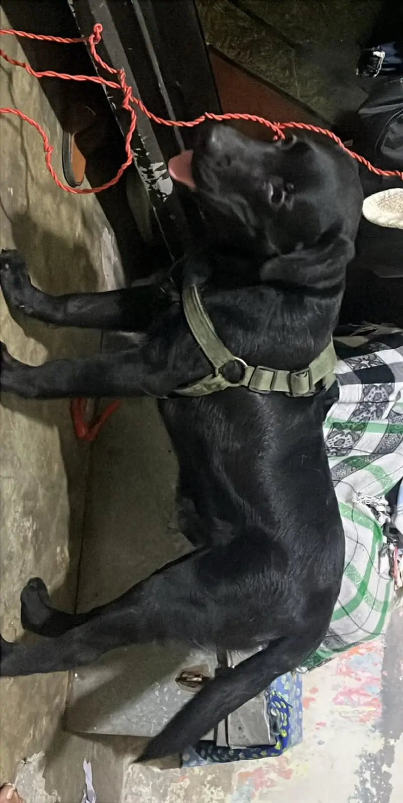 American Labrador dog for sale — photo 4