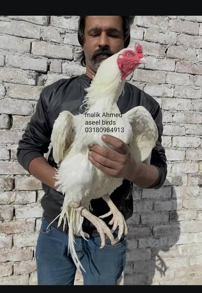 white heera aseel eggs