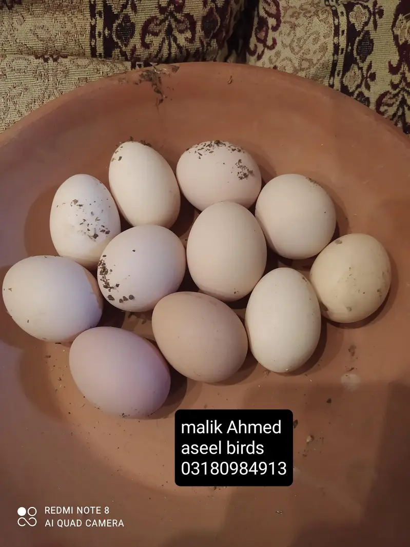 white heera aseel eggs — photo 7