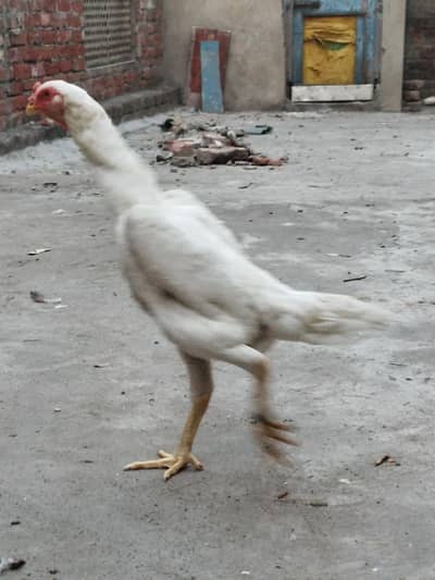 white Shamo