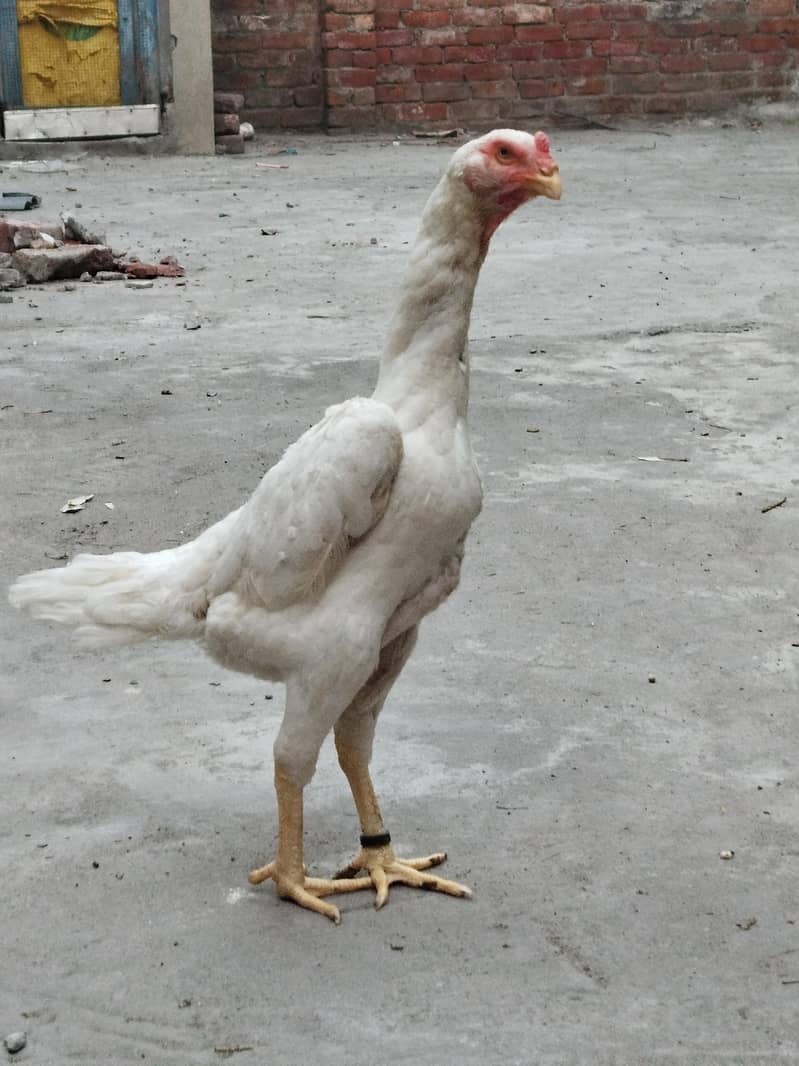 white Shamo 1