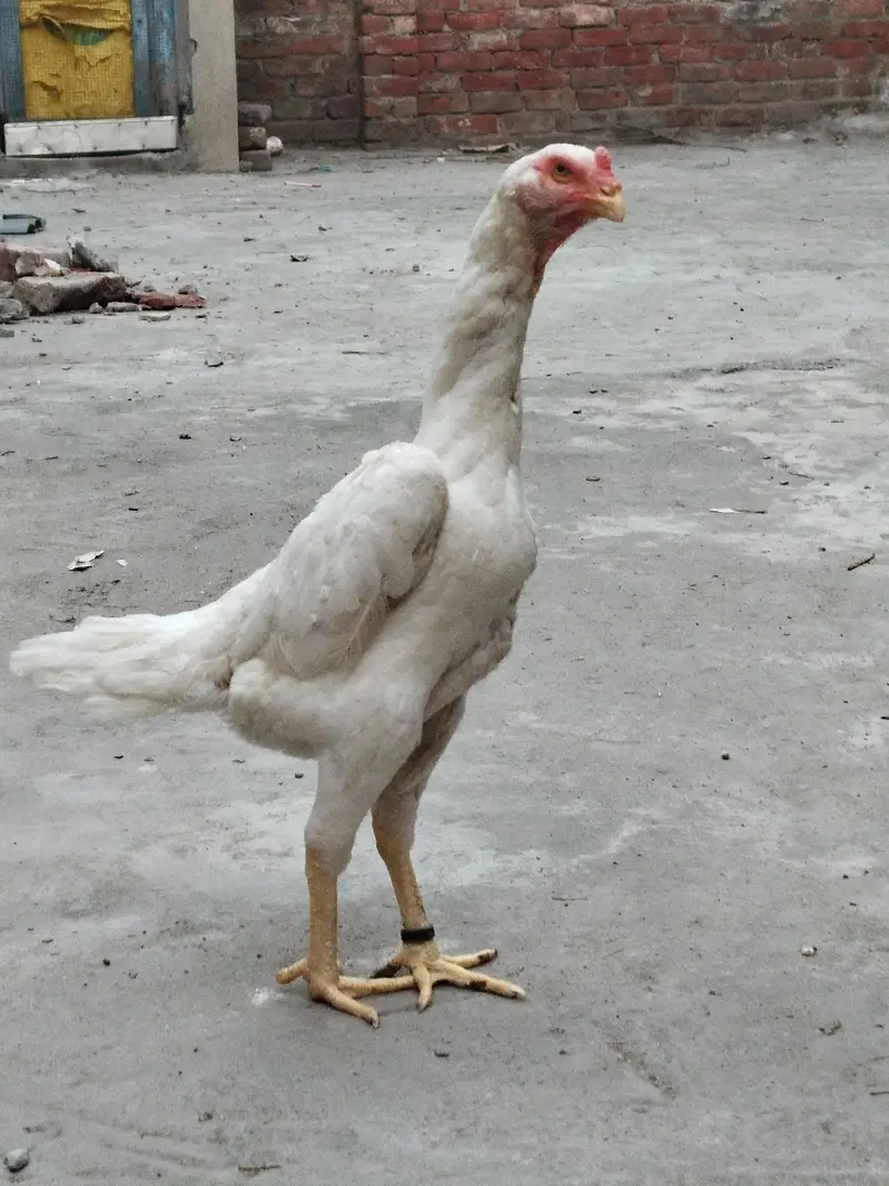white Shamo — photo 2