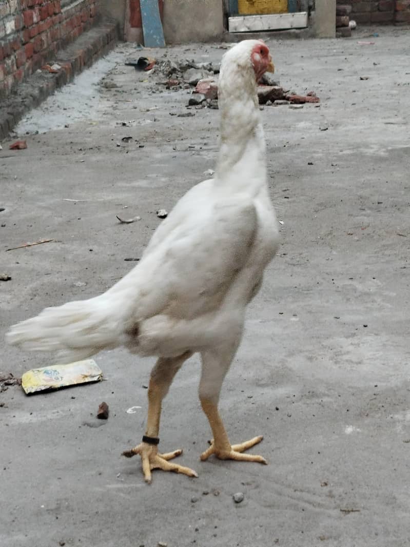 white Shamo 2