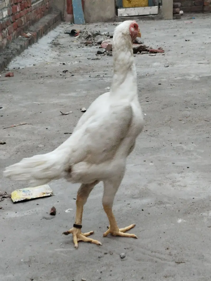 white Shamo — photo 3