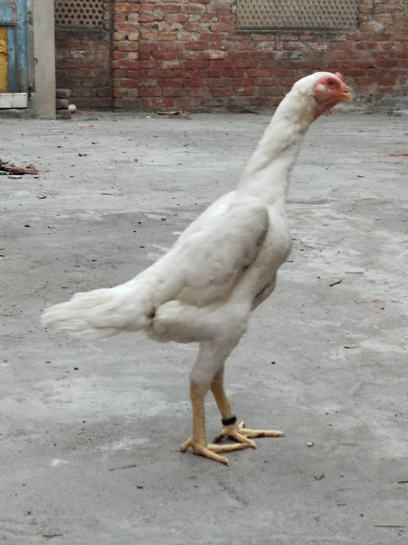 white Shamo 3