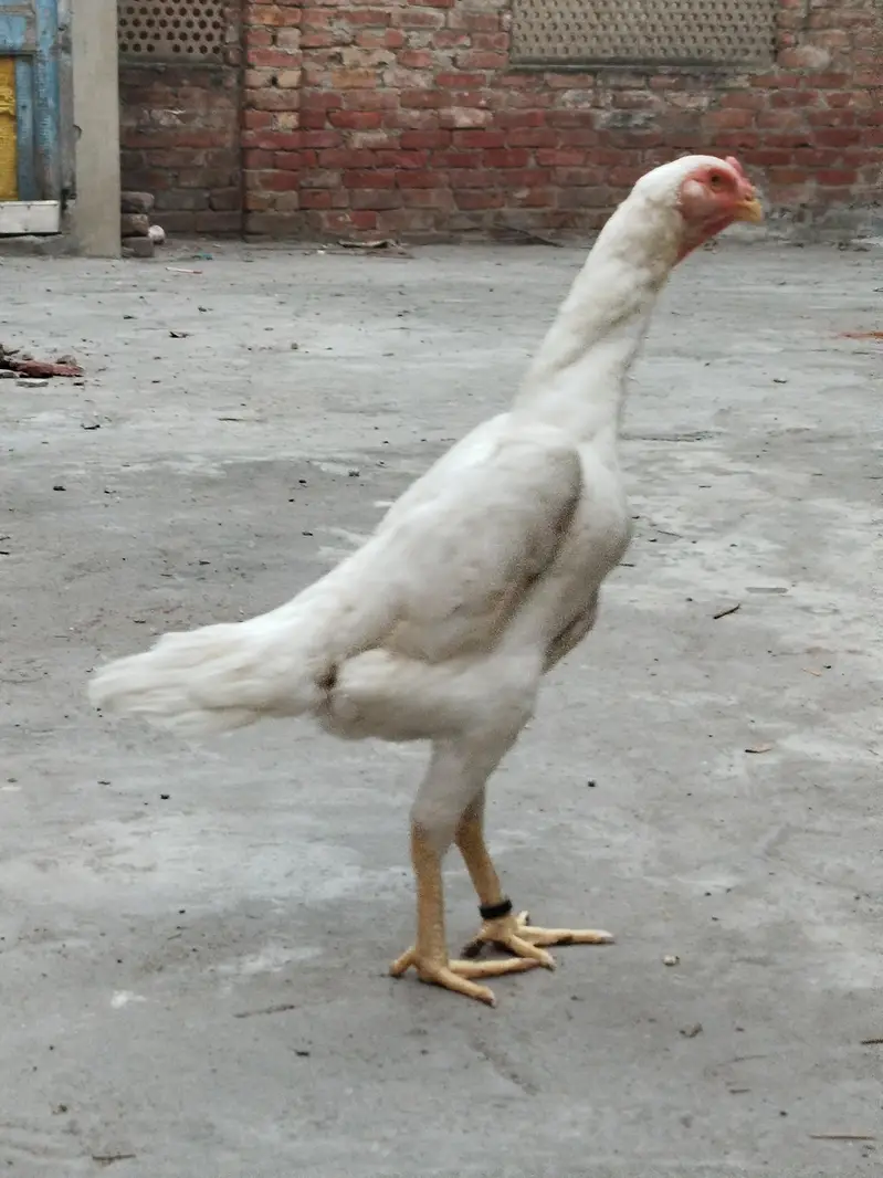 white Shamo — photo 4