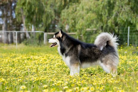 Pedigree Siberian husky mail