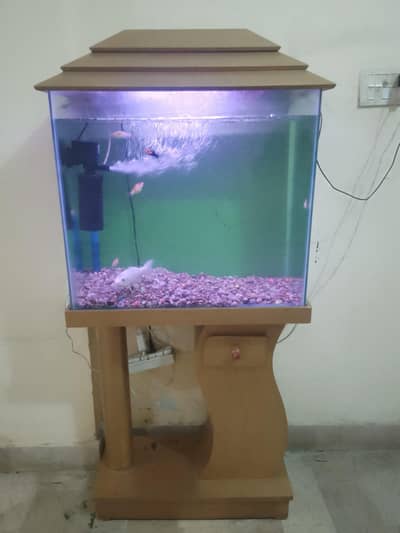fish aquarium tank