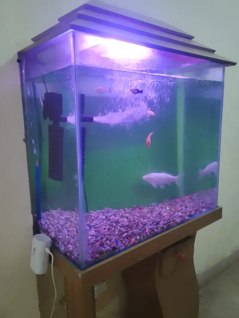 fish aquarium tank — photo 2