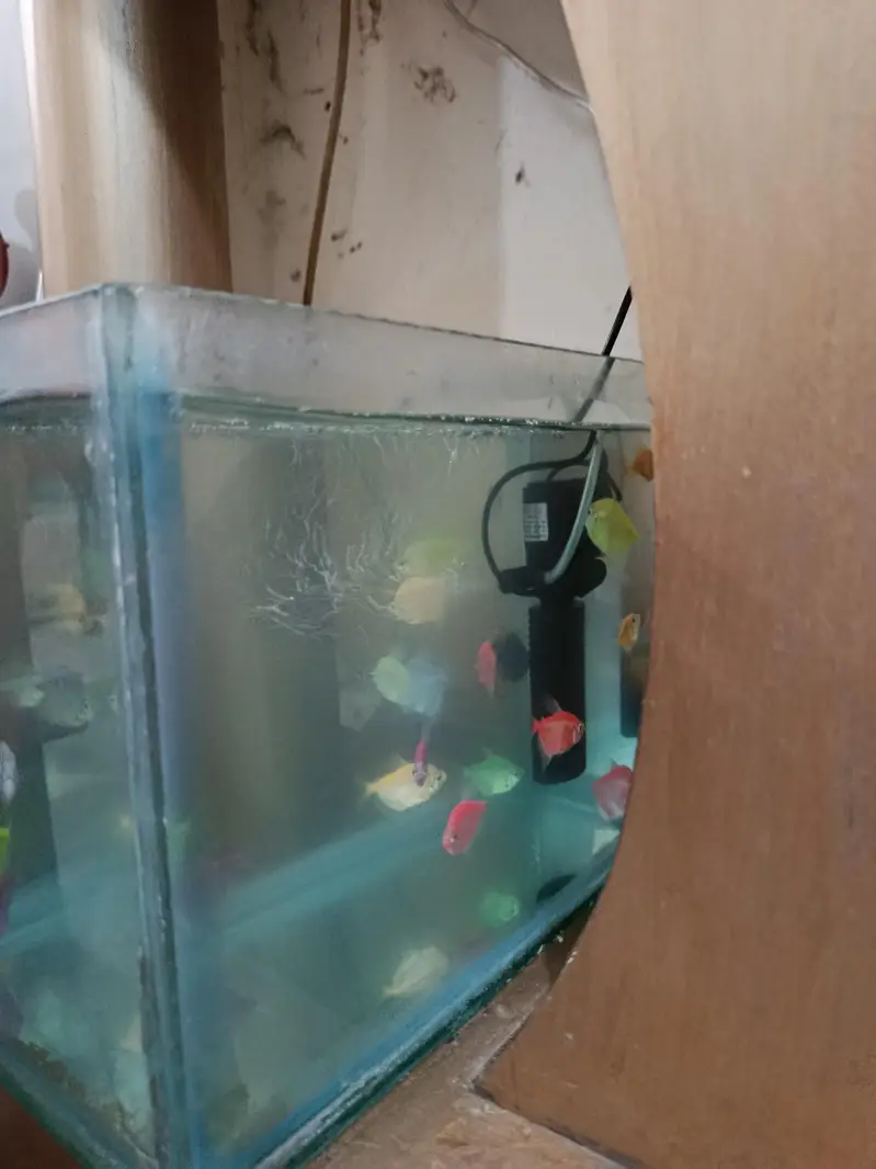 fish aquarium tank — photo 6