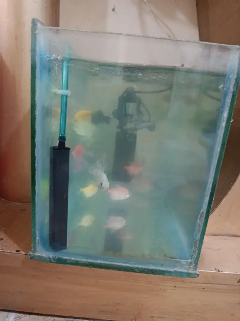 fish aquarium tank — photo 7