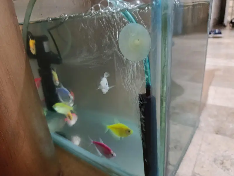 fish aquarium tank — photo 8