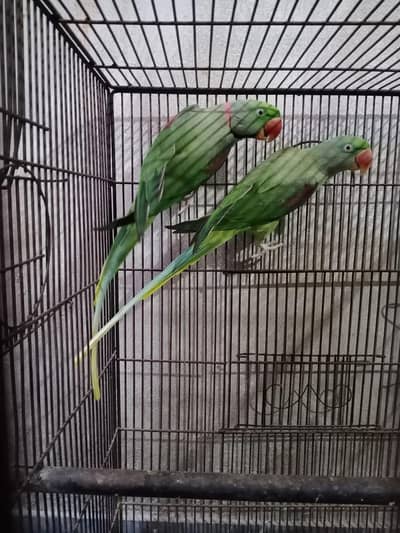 Raw Breeder Parrot Pair for Sale – Age 3.5 Years