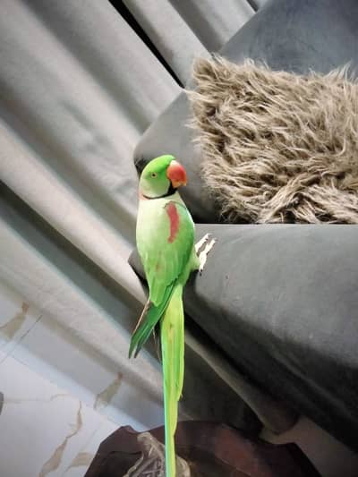 Pahari parrot