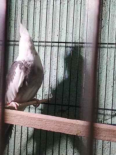 brid mrkit