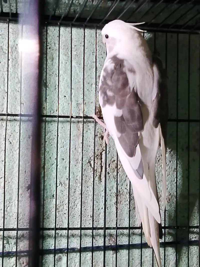 brid mrkit — photo 2