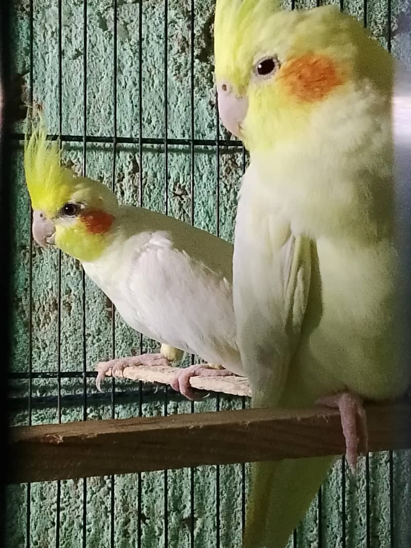 brid mrkit 2
