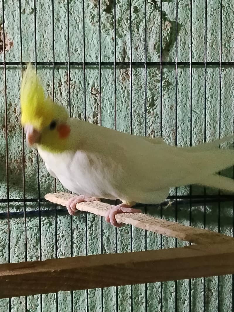 brid mrkit 3