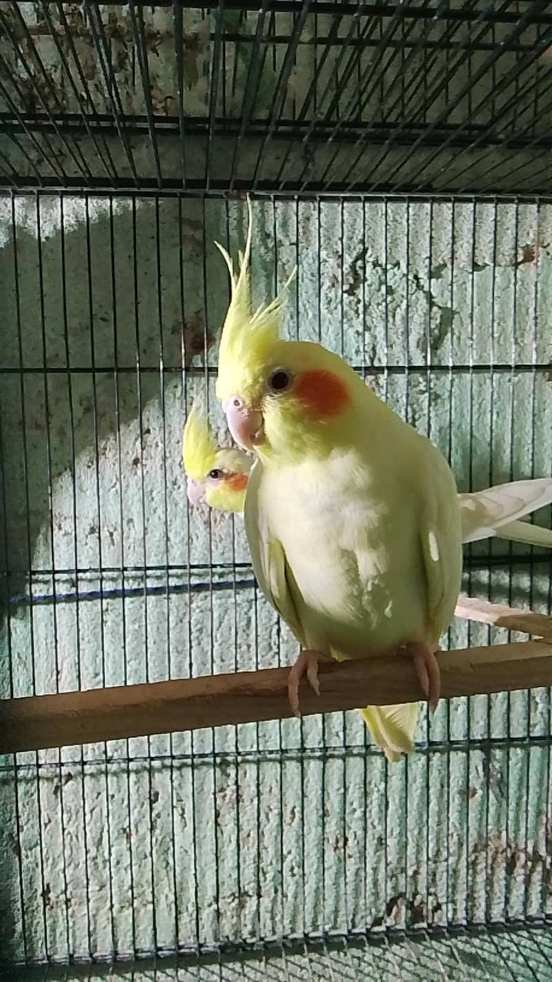 brid mrkit 4