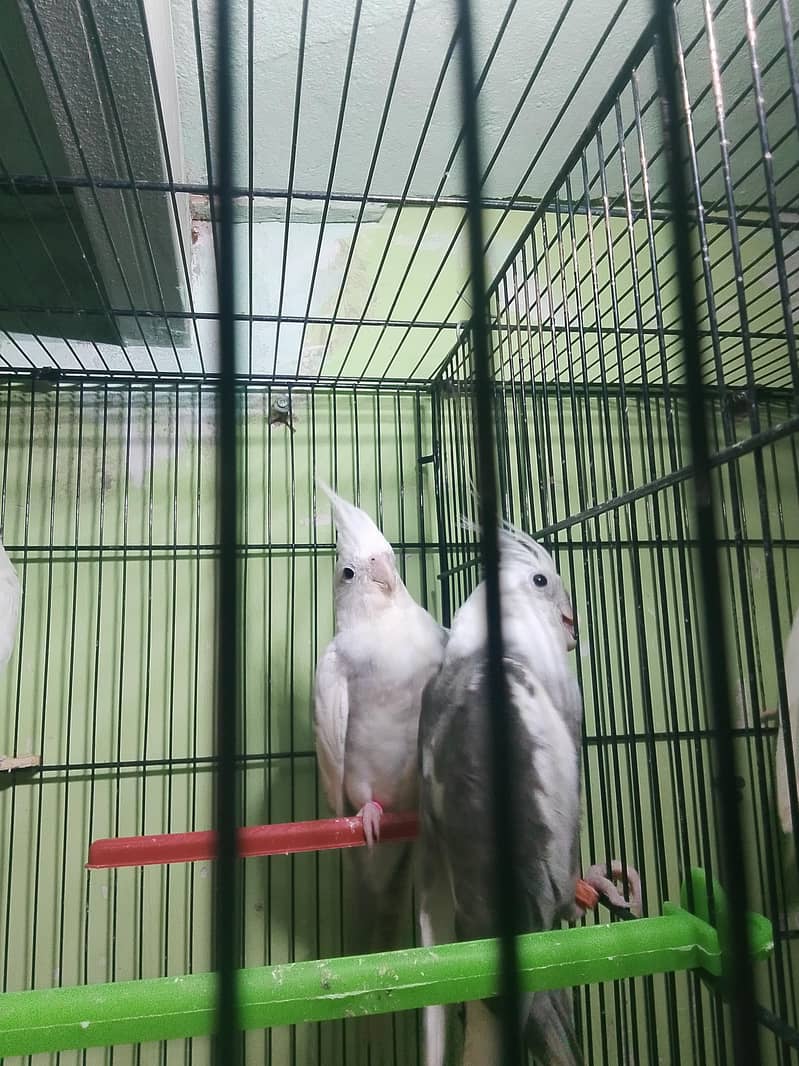 brid mrkit 6