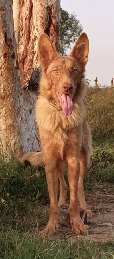 Golden Shepherd male 7 months for sale